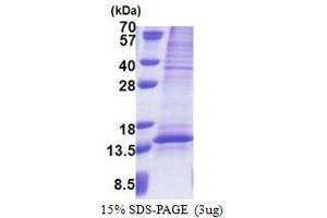 SDS-PAGE (SDS) image for Ubiquinol-Cytochrome C Reductase, Complex III Subunit VII, 9.5kDa (UQCRQ) (AA 1-82) protein (His tag) (ABIN5853234)
