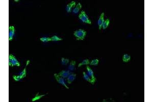 Immunofluorescence staining of HepG2 cells with ABIN7154269 at 1:133, counter-stained with DAPI. (Glypican 3 anticorps  (AA 346-550))