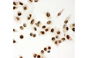 Anti- MCM7 Picoband antibody,ICC ICC: A549 Cell