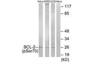 Western blot analysis of extracts from HeLa cells treated with LPS (40nM, 30mins), K562 cells treated with calyculin A (50ng/ml, 30mins) and COS-7 cells treated with H2O2 (1ng/ml, 15mins), using BCL-2 (Phospho-Ser70) Antibody. (Bcl-2 anticorps  (pSer70))
