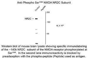 Image no. 1 for anti-Glutamate Receptor, Ionotropic, N-Methyl D-Aspartate 2c (GRIN2C) (pSer1096) antibody (ABIN956763) (GRIN2C anticorps  (pSer1096))