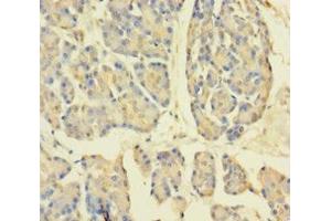 Immunohistochemistry of paraffin-embedded human pancreatic tissue using ABIN7149501 at dilution of 1:100 (APPL1 anticorps  (AA 214-495))