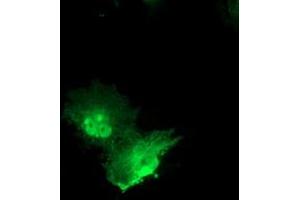 Anti-PNMT mouse monoclonal antibody (ABIN2454540) immunofluorescent staining of COS7 cells transiently transfected by pCMV6-ENTRY PNMT (RC206586). (PNMT anticorps)