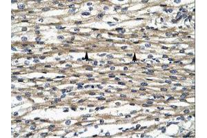 Image no. 1 for anti-Mediator Complex Subunit 16 (MED16) (AA 749-798) antibody (ABIN202941)