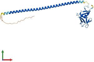 AlphaFold protein structure predicition of Human Recombinant OLR1 Protein, UniprotID P78380