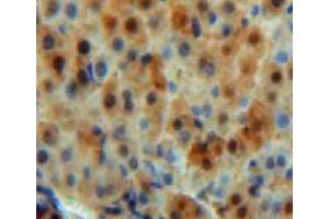 IHC-P analysis of liver tissue, with DAB staining. (CA5B anticorps  (AA 174-311))