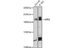 Western blot analysis of extracts of various cell lines, using WRN antibody (ABIN6130799, ABIN6150263, ABIN6150264 and ABIN6222581) at 1:1000 dilution. (RECQL2 anticorps  (AA 1223-1432))