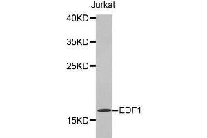 Western Blotting (WB) image for anti-Endothelial Differentiation Related Factor 1 (EDF1) antibody (ABIN1872420) (EDF1 anticorps)