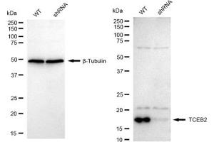Western blotting analysis using TCEB2 antibody (ABIN7800585).