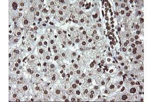 Image no. 4 for anti-Dynamin 1-Like (DNM1L) antibody (ABIN1497871)