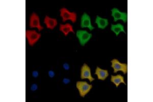 LRP6 Mouse Monoclonal Antibody staining HepG2 cells by IF/ICC. (LRP6 anticorps  (C-Term))