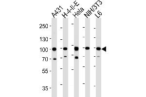 HSP90AB1 Antibody (C-term) (ABIN652406 and ABIN2841984) western blot analysis in A431,H-4-II-E,Hela,mouse NIH/3T3,rat L6 cell line lysates (35 μg/lane).