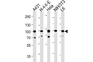 HSP90AB1 Antibody (C-term) (ABIN652406 and ABIN2841984) western blot analysis in A431,H-4-II-E,Hela,mouse NIH/3T3,rat L6 cell line lysates (35 μg/lane). (HSP90AB1 anticorps  (C-Term))