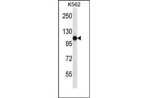 Western blot analysis of SEMA4C Antibody (C-term) Cat. (SEMA4C anticorps  (C-Term))
