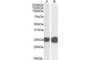 ABIN2562931 (0. (GRB2 anticorps  (C-Term))