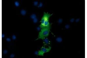 Immunofluorescence (IF) image for anti-Quinolinate Phosphoribosyltransferase (QPRT) antibody (ABIN1500531) (QPRT anticorps)