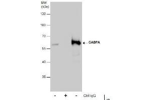 IP Image Immunoprecipitation of GABPA protein from 293T whole cell extracts using 5 μg of GABPA antibody [N2C2], Internal, Western blot analysis was performed using GABPA antibody [N2C2], Internal, EasyBlot anti-Rabbit IgG  was used as a secondary reagent. (GABPA anticorps  (Internal Region))