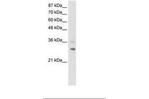 Image no. 1 for anti-Ring Finger Protein 113B (RNF113B) (C-Term) antibody (ABIN202239) (RNF113B anticorps  (C-Term))