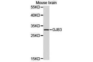Western Blotting (WB) image for anti-Gap Junction Protein, beta 3, 31kDa (GJB3) antibody (ABIN1872823) (Connexin 31 anticorps)