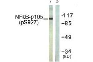 Western blot analysis of extracts from HeLa cells treated with LPS 100ng/ml 30', using NF-kappaB p105/p50 (Phospho-Ser927) Antibody. (NFKB1 anticorps  (pSer927))