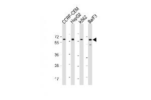 All lanes : Anti-Dyrk2 Antibody (C-term) at 1:2000 dilution Lane 1: CCRF-CEM whole cell lysate Lane 2: HepG2 whole cell lysate Lane 3: K562 whole cell lysate Lane 4: Ba/F3 whole cell lysate Lysates/proteins at 20 μg per lane.
