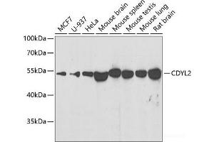 Western blot analysis of extracts of various cell lines using CDYL2 Polyclonal Antibody at dilution of 1:500. (CDYL2 anticorps)