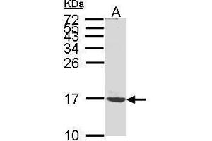 WB Image Sample (30μg whole cell lysate) A:MOLT4 , 15% SDS PAGE antibody diluted at 1:1000 (ATP5G1 anticorps  (Center))