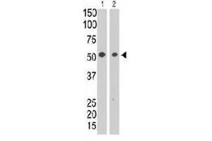 The SIGLEC7 polyclonal antibody  is used in Western blot to detect SIGLEC7 in HL-60 cell lysate (lane 1) and in mouse liver tissue lysate (lane 2) . (SIGLEC7 anticorps  (N-Term))