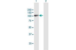 Western Blot analysis of GOLGA1 expression in transfected 293T cell line by GOLGA1 MaxPab polyclonal antibody.