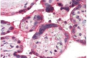Anti-ERAP1 / ARTS1 antibody  ABIN1048576 IHC staining of human placenta. (ERAP1 anticorps  (Internal Region))