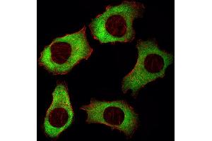 Fluorescent image of A549 cell stained with YBX1 Antibody (Center) (ABIN1882002 and ABIN2838896)/SA120807BH. (YBX1 anticorps  (AA 149-178))