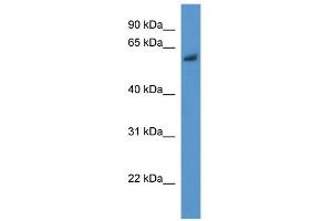 WB Suggested Anti-Bbs1 Antibody Titration: 0. (BBS1 anticorps  (N-Term))