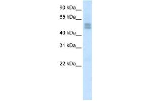 WB Suggested Anti-LMX1B Antibody Titration:  2. (LMX1B anticorps  (C-Term))