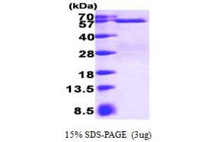 SDS-PAGE (SDS) image for SMAD, Mothers Against DPP Homolog 3 (SMAD3) (AA 1-425) protein (His tag) (ABIN666909) (SMAD3 Protein (AA 1-425) (His tag))