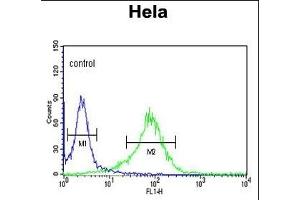 LUM Antibody (N-term) (ABIN391881 and ABIN2841701) flow cytometric analysis of Hela cells (right histogram) compared to a negative control cell (left histogram). (LUM anticorps  (N-Term))