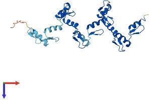 AlphaFold protein structure predicition of Mouse Recombinant Znf146 Protein, UniprotID Q8BQN6