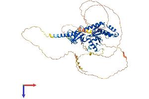 AlphaFold protein structure predicition of Human Recombinant CACNB1 Protein, UniprotID Q02641