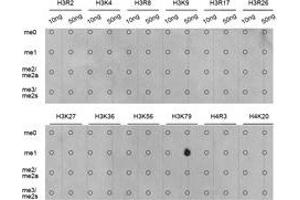 Dot-blot analysis of all sorts of methylation peptides using H3K79me1 antibody. (Histone 3 anticorps  (H3K79me))