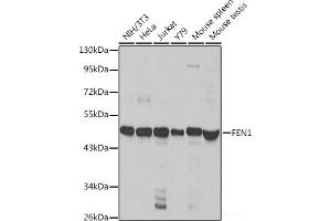 Western blot analysis of extracts of various cell lines using FEN1 Polyclonal Antibody at dilution of 1:1000. (FEN1 anticorps)
