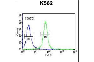 Flow cytometric analysis of K562 cells (right histogram) compared to a negative control cell (left histogram). (SPDYA anticorps  (AA 147-175))
