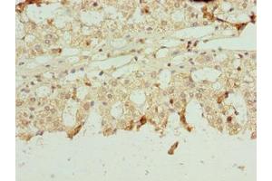 Immunohistochemistry of paraffin-embedded human adrenal gland tissue using ABIN7161430 at dilution of 1:100 (NETO2 anticorps  (AA 378-525))