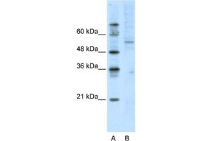 Western Blotting (WB) image for anti-Activating Transcription Factor 7 (AFT7) antibody (ABIN2461802) (AFT7 anticorps)