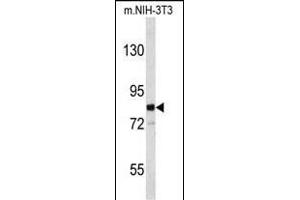 Western blot analysis of EVI5 Antibody (N-term) (ABIN653115 and ABIN2842698) in mouse NIH-3T3 cell line lysates (35 μg/lane).
