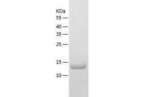 Western Blotting (WB) image for Prefoldin Subunit 6 (PFDN6) (AA 1-129) protein (His tag) (ABIN7124551)
