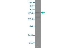 POU2F2 monoclonal antibody (M01), clone 3E3-6F9 Western Blot analysis of POU2F2 expression in HL-60 .