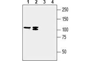 Western blot analysis of human MCF-7 breast adenocarcinoma (lanes 1 and 3) and human COLO 205 colon adenocarcinoma (lanes 2 and 4) cell line lysates: - 1,2. (SLC23A2 anticorps  (2nd Extracellular Loop))
