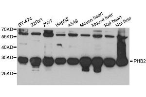 Western blot analysis of extracts of various cell lines, using PHB2 antibody. (Prohibitin 2 anticorps  (AA 1-299))