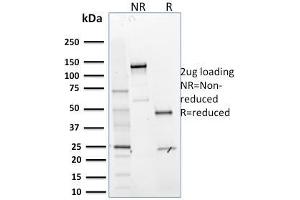SDS-PAGE Analysis Purified MTF1 Mouse Monoclonal Antibody (MTF1/2649).