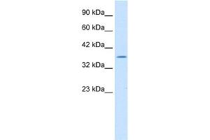 WB Suggested Anti-ILF2 Antibody Titration:  1. (ILF2 anticorps  (C-Term))