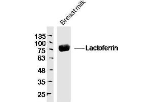 Human breast milk probed with Lactoferrin Polyclonal Antibody, unconjugated  at 1:300 overnight at 4°C followed by a conjugated secondary antibody at 1:10000 for 90 minutes at 37°C. (Lactoferrin anticorps  (AA 611-710))